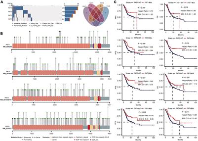 Somatic Mutation of FAT Family Genes Implicated Superior Prognosis in Patients With Stomach Adenocarcinoma